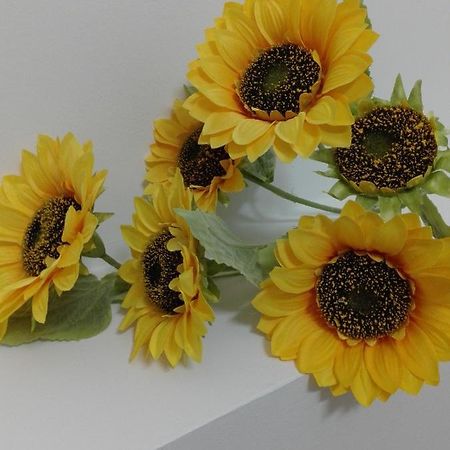 Girasole Grazioli 47 Bed & Breakfast Тренто Екстериор снимка