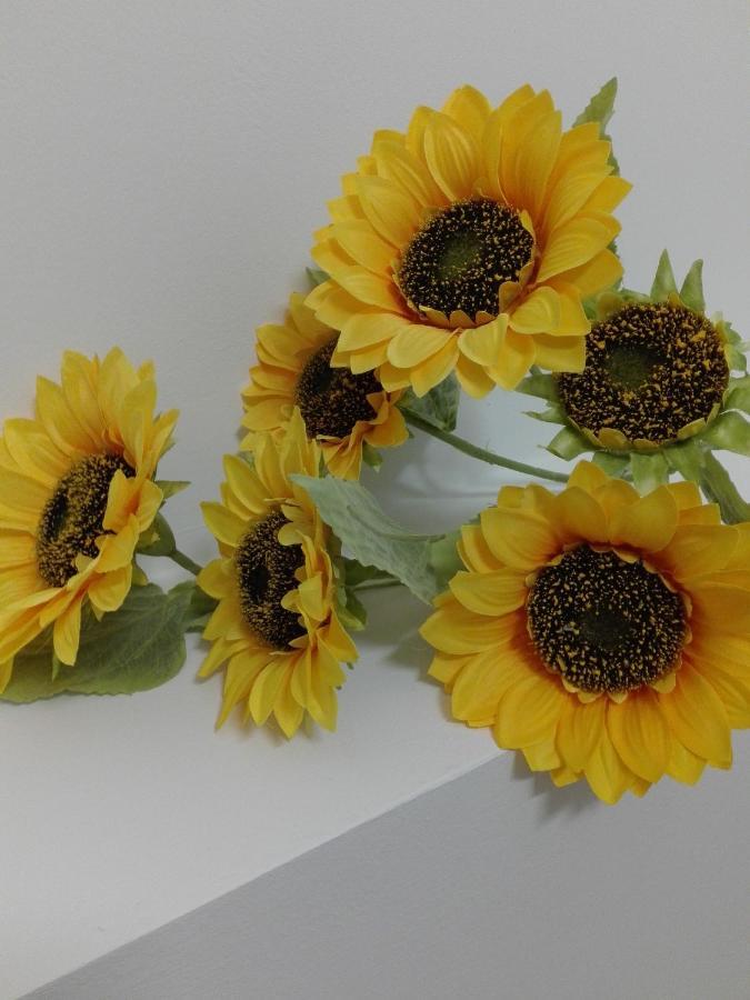 Girasole Grazioli 47 Bed & Breakfast Тренто Екстериор снимка